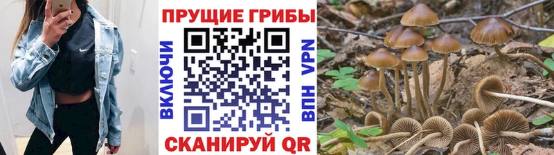 Галлюциногенные грибы Cubensis Купить Куртамыш